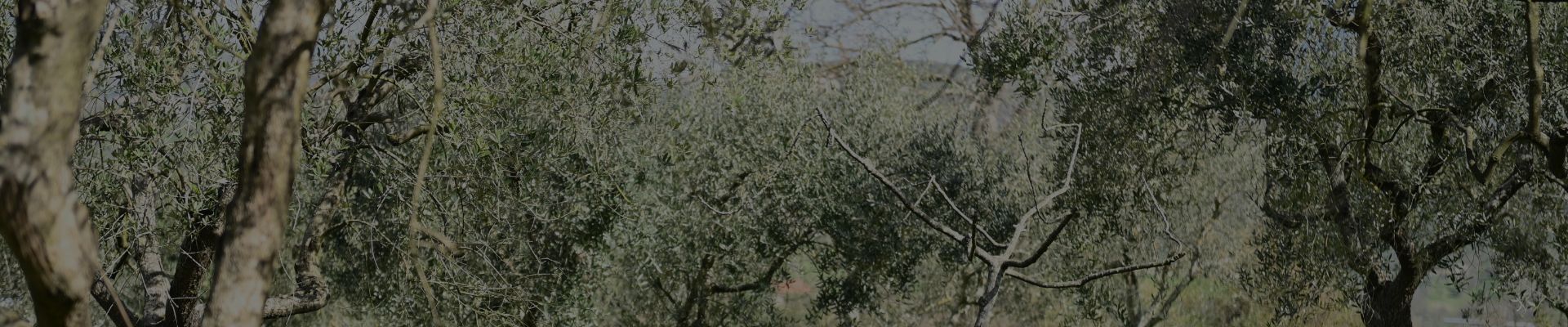 L'olio dei nostri oliveti