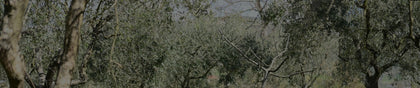 L'olio dei nostri oliveti