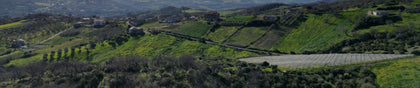 Le nostre vigne